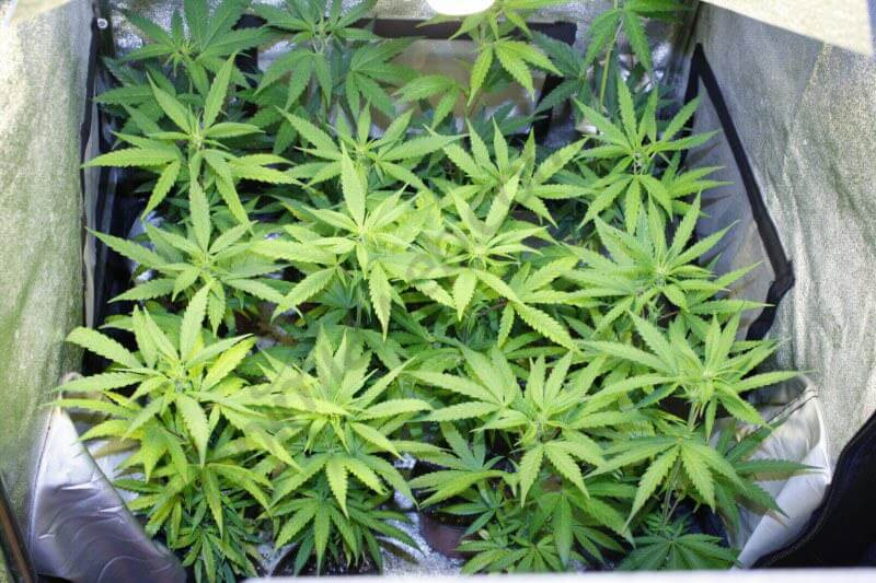 Como Plantar Marihuana En Interior Sin Focos