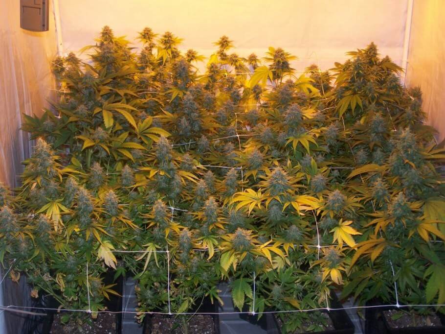 Floracion de Marihuana en tierra
