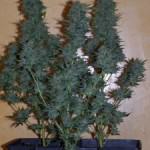 plantas de marihuana en tierra
