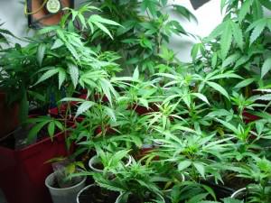 Una colección de genéticas de cannabis se vuelve invasora rápidamente