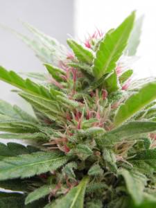 Black Widow cultivada en exterior