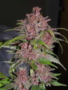 Pakistan Chitral Kush de Cannabiogen