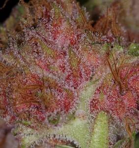 Primer plano de un cogollo de marihuana rosa
