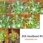 818 headband de cali connection