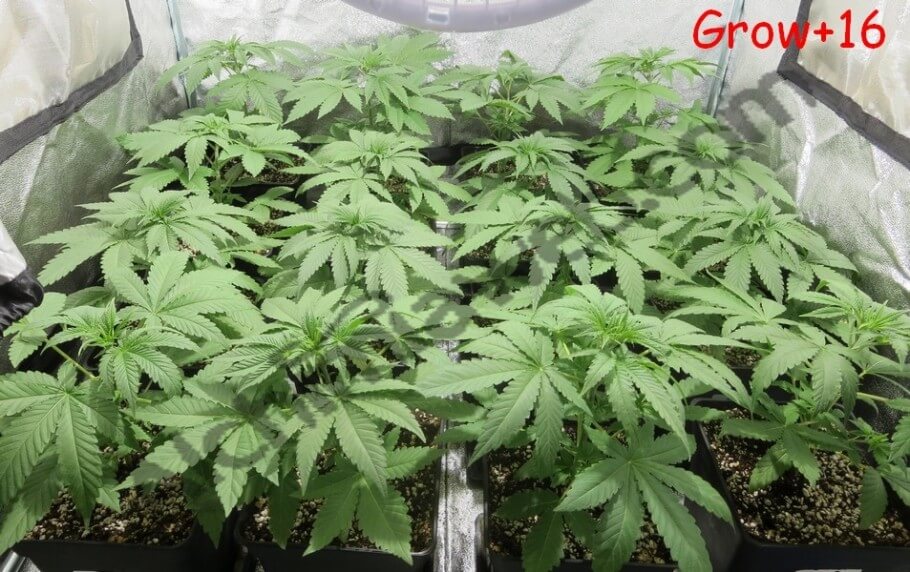Plantas de marihuana tras 16 días de crecimiento