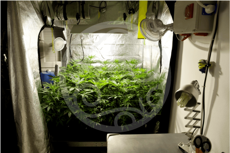 Cultivo de Jack el Frutero en interior