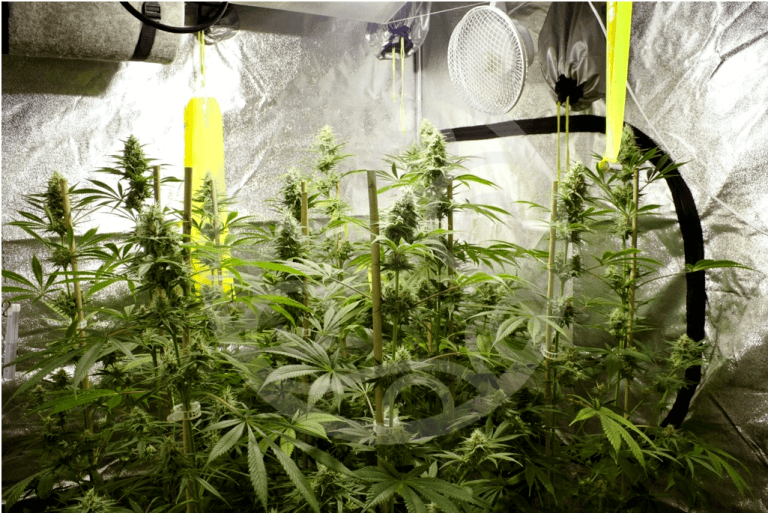 Primeras semanas de floración de Jack el Frutero