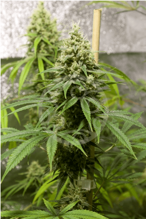Cogollo central de Jack el Frutero de Philosopher Seeds