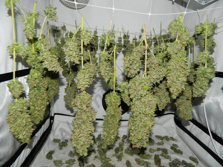 Cogollos de Orange Bud secando