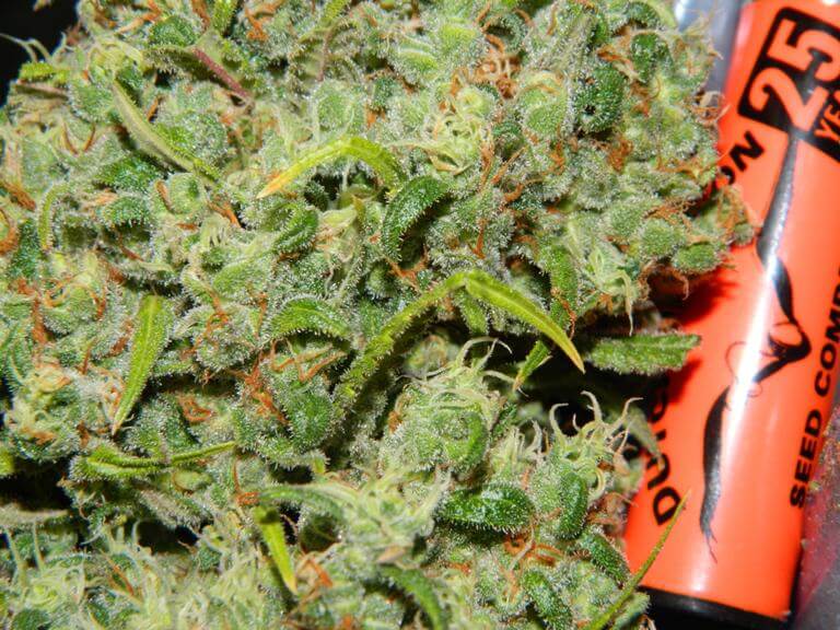 orange-bud-3