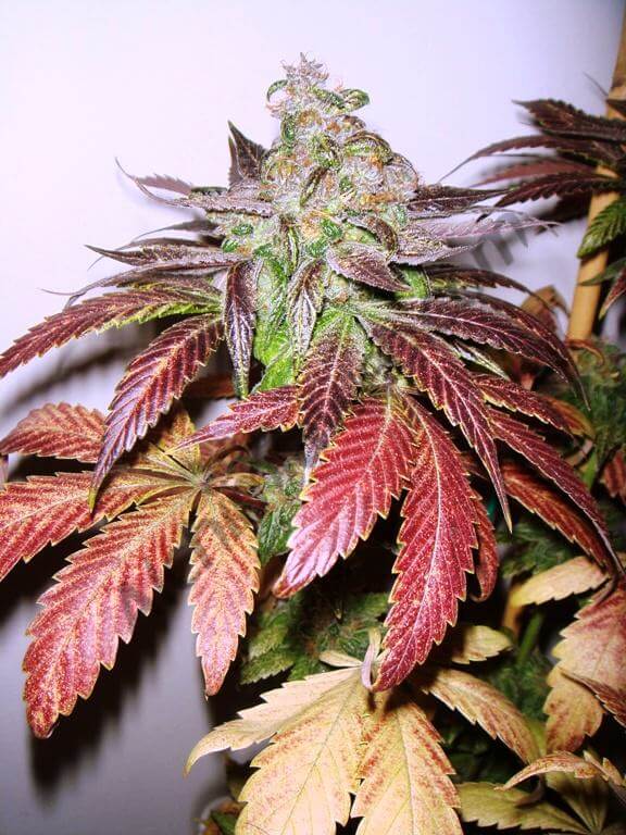 Marihuana con hojas rojas