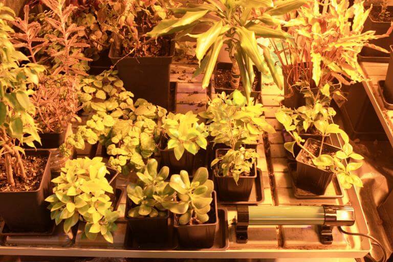Calentador tubular encima de la bandeja de cultivo