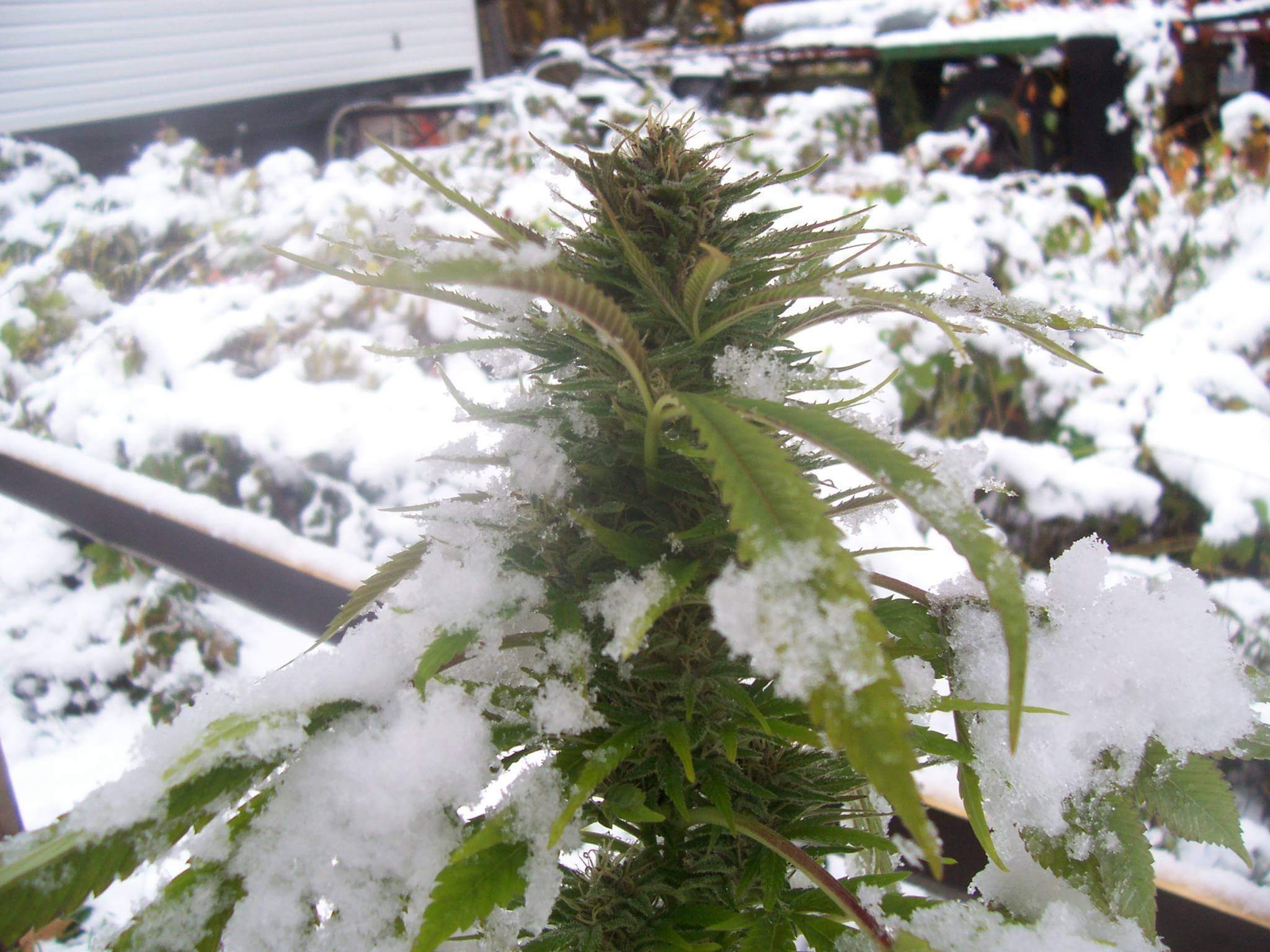 Marihuana conbatiendo el invierno