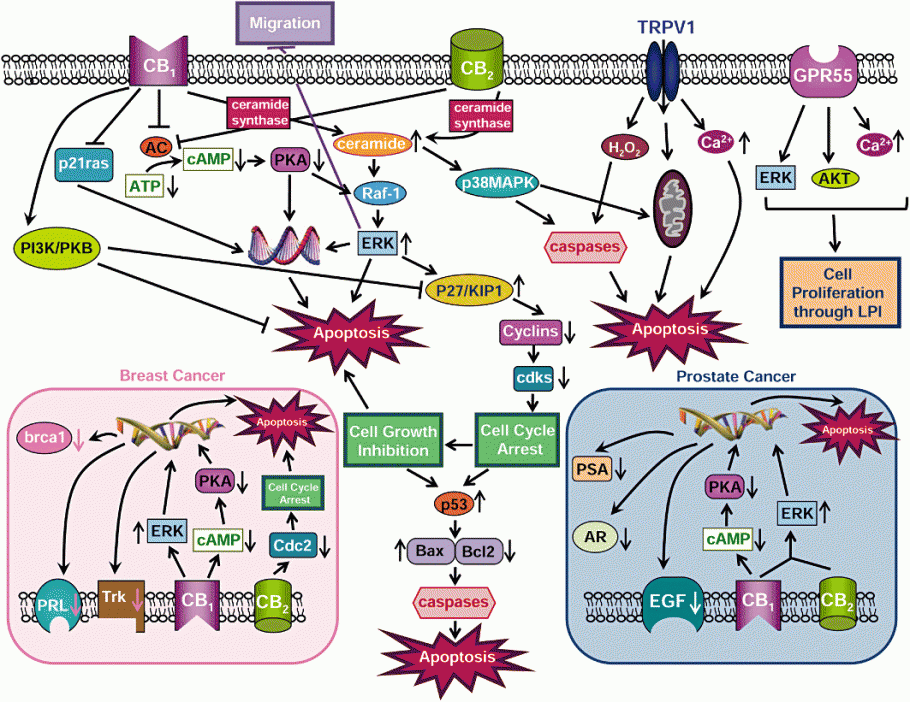 Mode of action of cannabinoids against tumor cells