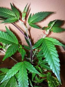 comment tricoter les feuilles de cannabis