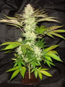 One bud en substrat coco Plante cultivée en coco