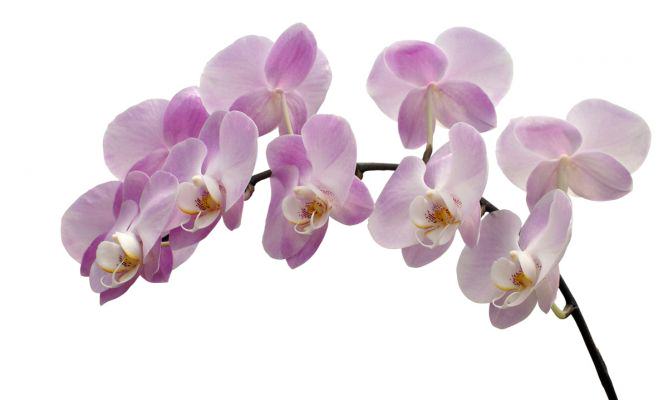 Les tailles plus belles orchidees du monde