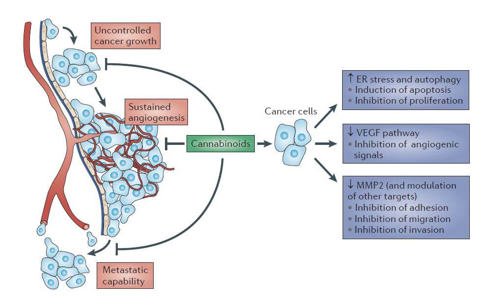 Efficacité des cannabinoïdes contre le cancer.