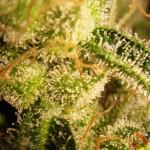 Trichomes terminant de mûrir avant la récolte