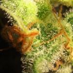 Trichomes terminant de mûrir avant la récolte