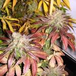 Cannabis Flo (Red)