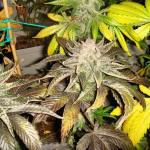 Cannabis Flo (purple)