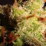 Trichomes ambrés (13)