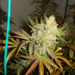 Bubblegum