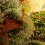 Trichomes ambrés (14)