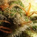 Trichomes terminant de mûrir avant la récolte