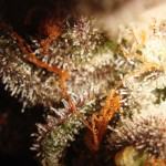 Trichomes de cannabis Flo terminant de mûrir avant la récolte