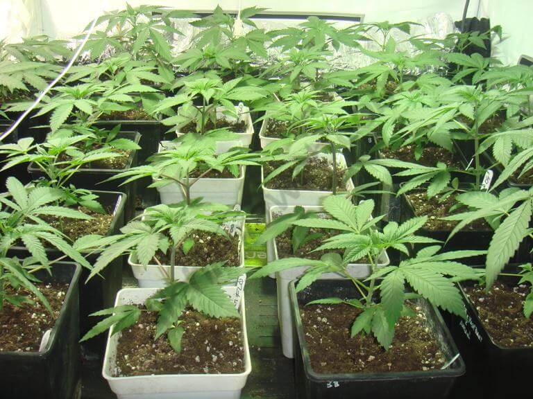 La croissance des plantes de cannabis est rapide et vigoureuse 2 semaines de croissance