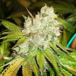 Goji Og