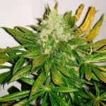 Cannabis ChemKush