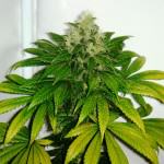 Cannabis ChemKush