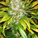 Cannabis Chemkush