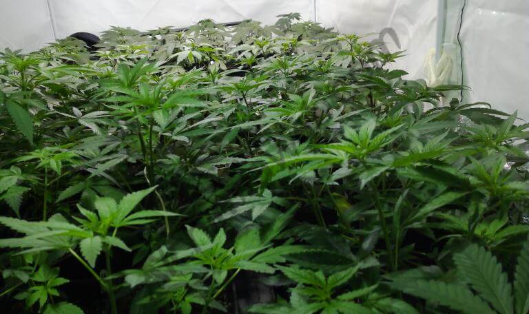 Lorsque les plantes de cannabis remplissent tout l'espace, il est temps de passer en floraison. Croissance, tout l’espace de culture est occupé