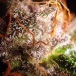 Trichomes de cannabis Flo terminant de mûrir avant la récolte
