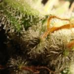 Trichomes terminant de mûrir avant la récolte