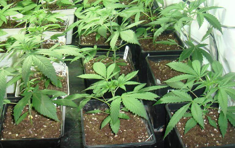 Les Kush en fin de croissance Plantes de cannabis Kush