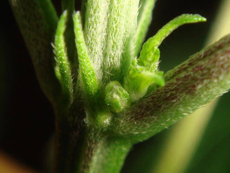 Zoom sur une fleur de cannabis mâle Fleur mâle de cannabis Flo