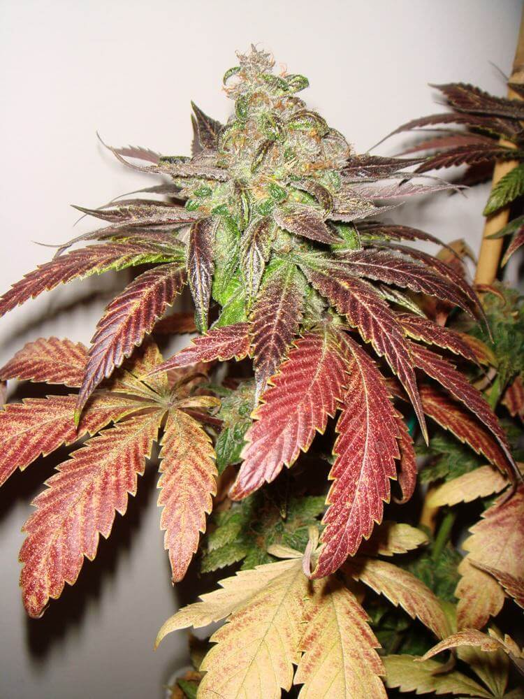 Certaines variétés de cannabis prennent de belles couleurs mauves en fin de floraison Cannabis Flo attaqué par les araignées rouges