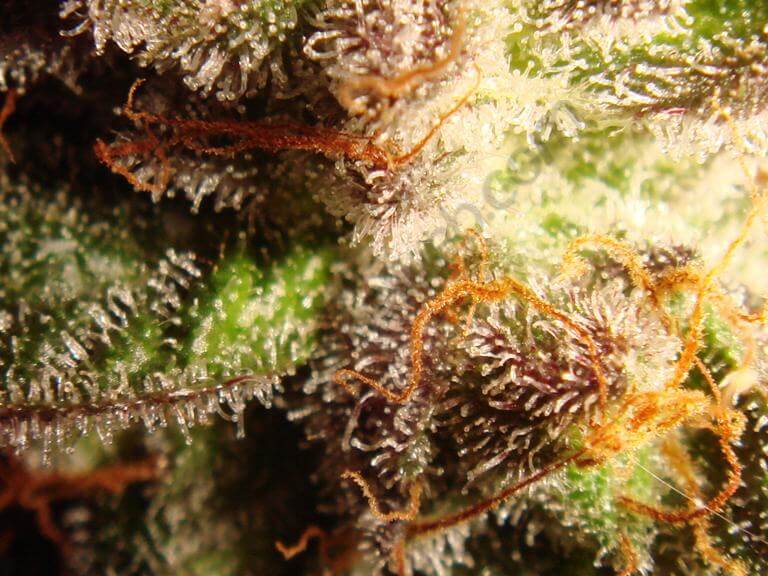 Les principes actifs et aromatiques du cannabis sont concentrés dans les glandes de résine. Morphologie des trichomes de marijuana, quelques jours avant la récolte