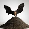 Guano de murciélago