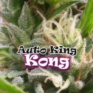 Auto King Kong by Dr. Underground Seeds