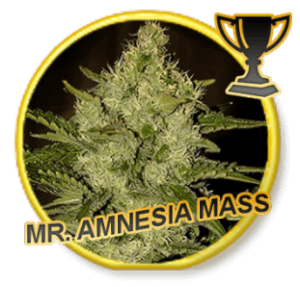 Mr. Amnesia Mass - Regular