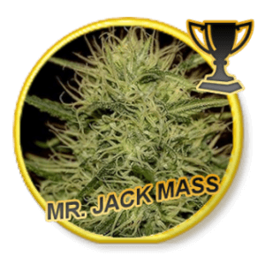 Mr. Jack Mass - Regular