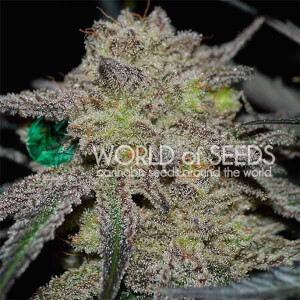 Tonic Ryder by World of Seeds