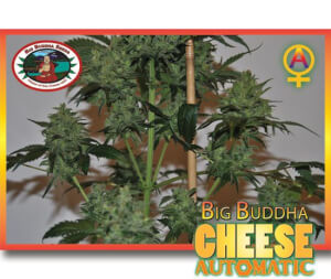 Big Buddha Cheese Automatic