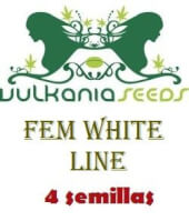 Fem White Line#1 - Vulkania Seeds